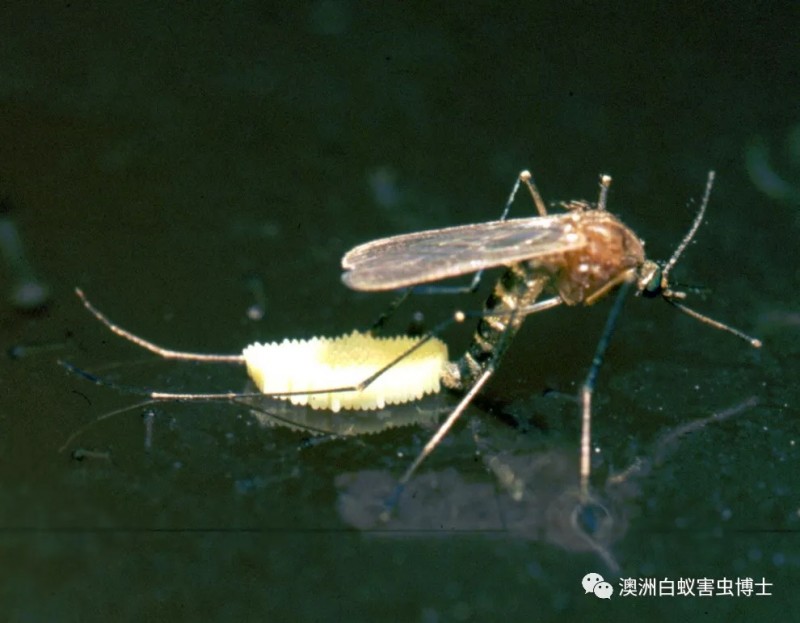 例如母蚊之卵必产于秽水之中,母蝇之卵必产于秽物之内,让她们的新生